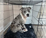 Small #4 Mutt