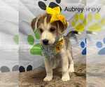 Small #3 Beagle-Huskies  Mix
