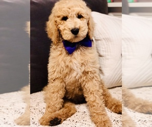 Goldendoodle-Poodle (Standard) Mix Puppy for sale in HUNTINGTON, AR, USA