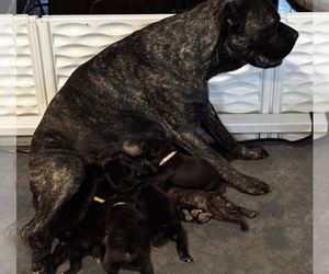 Cane Corso Litter for sale in REEVESVILLE, SC, USA