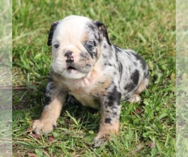 Medium Photo #2 French Bulldog Puppy For Sale in MARSHFIELD, MO, USA