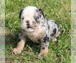 Small #1 French Bulldog