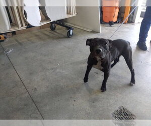 American Staffordshire Terrier Dogs for adoption in Fort Lauderdale, FL, USA