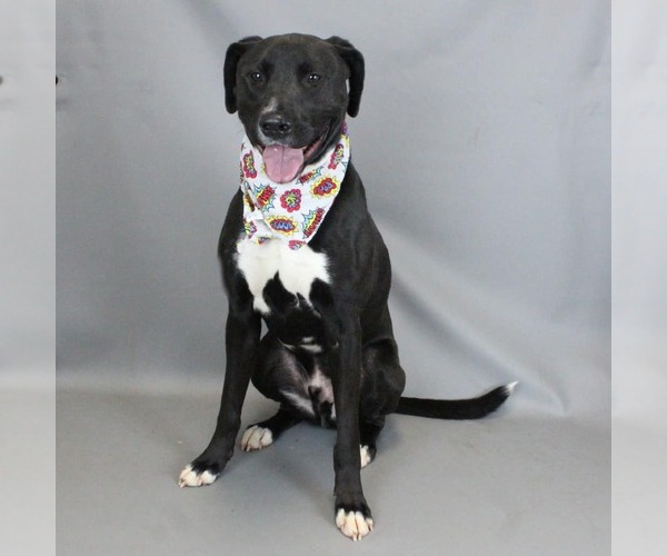 Medium Photo #4 Mutt Puppy For Sale in Shelburne, VT, USA