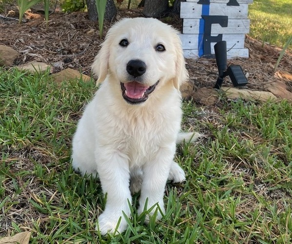 Medium Photo #1 Golden Retriever Puppy For Sale in DECKER PR, TX, USA