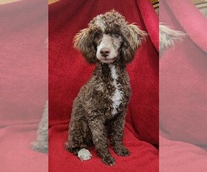 Father of the Cockapoo (Miniature) puppies born on 03/16/2026