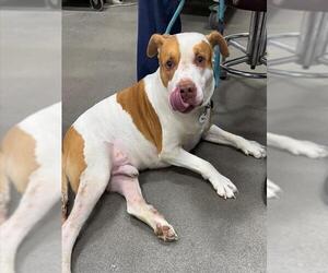 American Bulldog Dogs for adoption in Forestville, MD, USA
