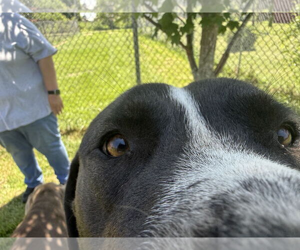 Medium Photo #3 American Staffordshire Terrier-Labrador Retriever Mix Puppy For Sale in MIDWAY, UT, USA