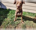 Small Photo #18 Labrador Retriever Puppy For Sale in Rosenberg, TX, USA