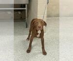 Small Labrador Retriever Mix
