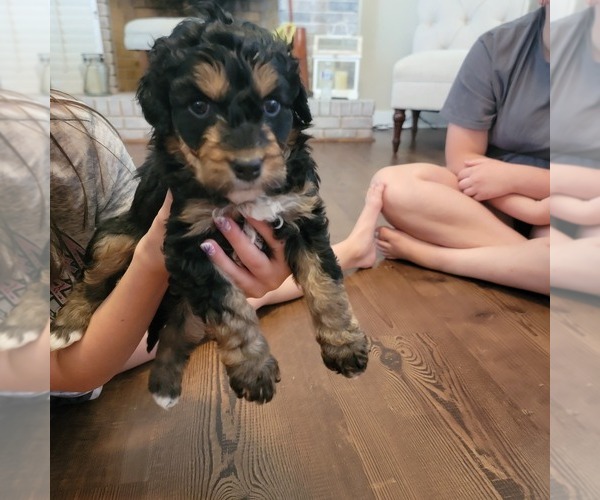 Medium Photo #4 Aussiedoodle Puppy For Sale in CATAWBA, SC, USA