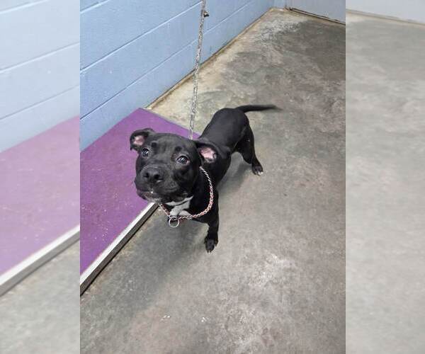 Medium Photo #2 Bullboxer Pit Puppy For Sale in Evansville, IN, USA