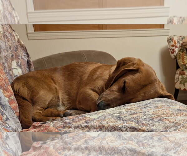 Medium Photo #2 Bassetdor Puppy For Sale in Petaluma, CA, USA