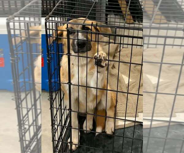 Medium Photo #1 Collie-German Shepherd Dog Mix Puppy For Sale in Aurora, IN, USA