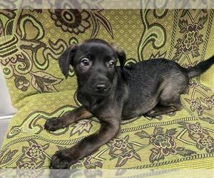 Mutt Dogs for adoption in HESPERIA, CA, USA