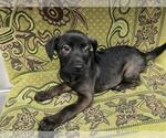 Small Mutt