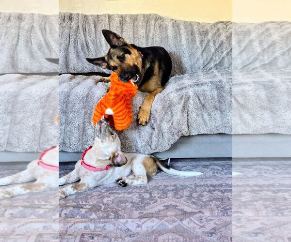 Medium Photo #4 Mutt Puppy For Sale in San Diego, CA, USA