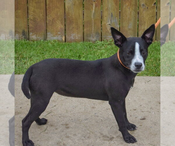 Medium Photo #2 Boglen Terrier Puppy For Sale in Huntley, IL, USA