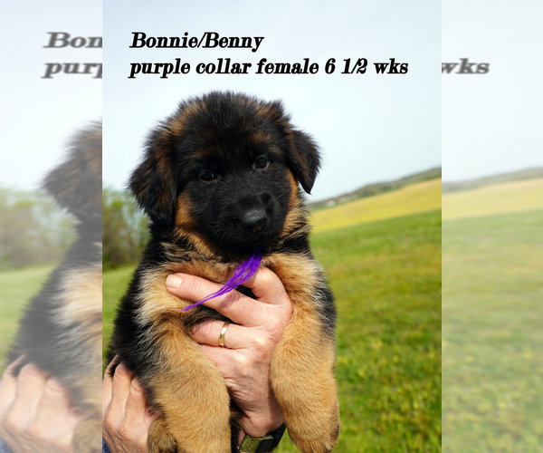 Medium Photo #22 German Shepherd Dog Puppy For Sale in CHRISNEY, IN, USA