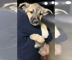 Small #14 Australian Kelpie Mix