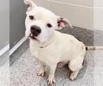 Small #2 American Bulldog