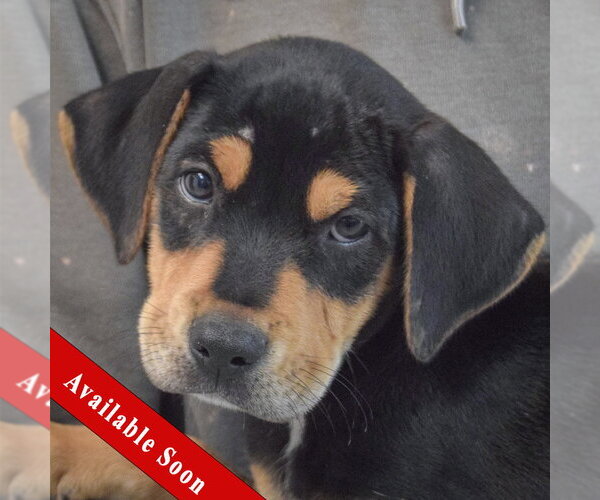 Medium Photo #1 Rottweiler-Unknown Mix Puppy For Sale in Huntley, IL, USA