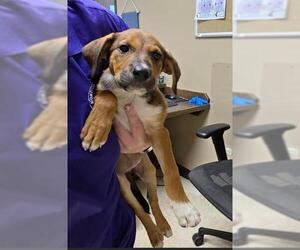 German Shepherd Dog-Unknown Mix Dogs for adoption in Conroe, TX, USA