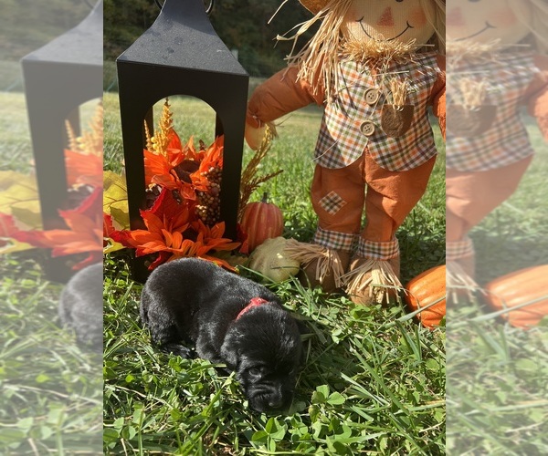 Medium Photo #7 Labrador Retriever Puppy For Sale in NEOLA, WV, USA