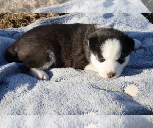 Siberian Husky Puppy for sale in BLOOMINGTON, IN, USA