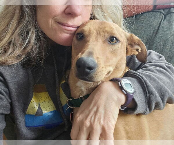 Medium Photo #8 Mutt Puppy For Sale in Wakefield, RI, USA