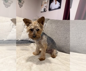 Father of the Yorkshire Terrier puppies born on 05/19/2026