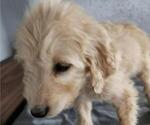 Small Photo #2 Goldendoodle Puppy For Sale in LAGRANGE, IN, USA