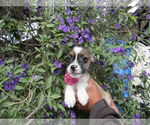 Small Silky Terrier Mix