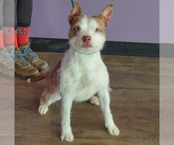Medium Photo #4 Boston Terrier-Unknown Mix Puppy For Sale in Huntley, IL, USA