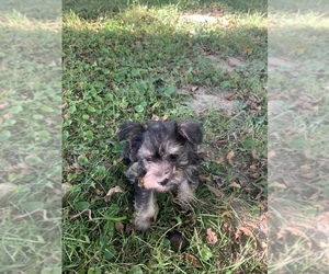 Schnauzer (Miniature) Puppy for sale in TROY, MO, USA