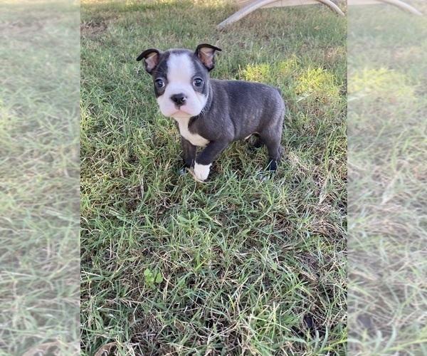 Medium Photo #1 Boston Terrier Puppy For Sale in FREDONIA, KS, USA
