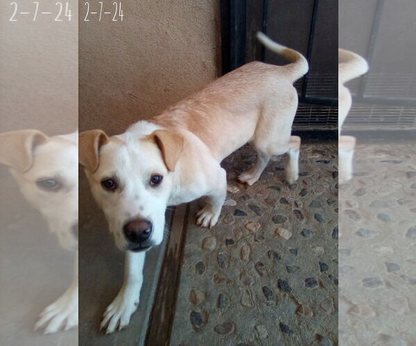 Medium Photo #18 Labrador Retriever-Unknown Mix Puppy For Sale in Apple Valley, CA, USA