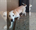 Small #17 Labrador Retriever Mix