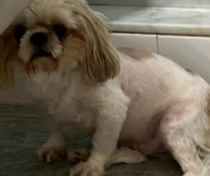 Father of the Shih Tzu puppies born on 03/13/2026