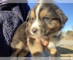 Small Photo #6 Australian Shepherd Puppy For Sale in LUBBOCK, TX, USA