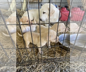 Labrador Retriever Puppy for sale in CLANTON, AL, USA