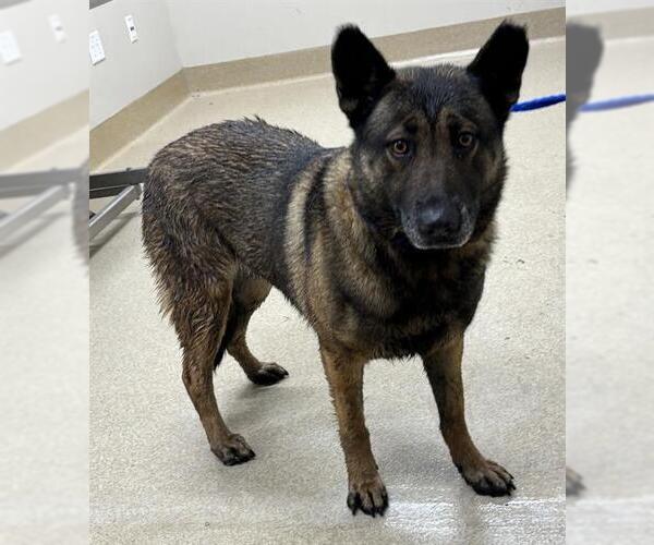 Medium Photo #1 German Shepherd Dog-Unknown Mix Puppy For Sale in Grand Prairie, TX, USA