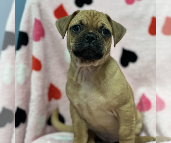 Medium Photo #1 Daug Puppy For Sale in Weston, FL, USA