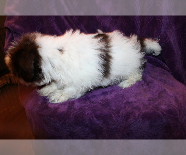 Medium Photo #4 Shih Tzu Puppy For Sale in BLOOMINGTON, IN, USA