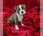 Puppy Pete Lt Purpl Boston Terrier