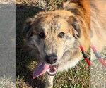 Small Great Pyrenees Mix