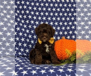 Cock-A-Poo Puppy for sale in ELKTON, MD, USA