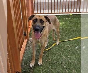 German Shepherd Dog-Unknown Mix Dogs for adoption in Las Vegas, NV, USA