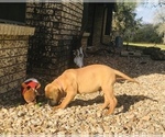 Small Photo #16 Bullmastiff Puppy For Sale in BELLVILLE, TX, USA
