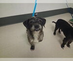 Small Mutt
